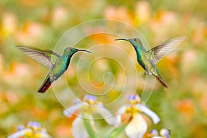 Two hummingbirds Green-breasted Mango in the flight with light green and orange background, Rancho Naturalista, Costa Rica. Wildli