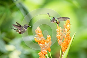 Two hummingbirds hovering next to orange flower,tropical forest, Ecuador, two birds sucking nectar from blossom