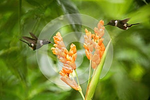 Two hummingbirds hovering next to orange flower,tropical forest, Ecuador, two birds sucking nectar from blossom