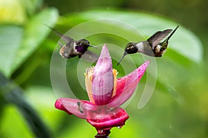 Two hummingbirds hovering next to orange flower,tropical forest, Ecuador, two birds sucking nectar from blossom in garden