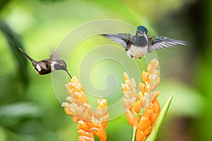Two hummingbirds hovering next to orange flower,tropical forest, Ecuador, two birds sucking nectar from blossom