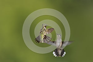 Two Hummingbirds meet in flight, hovering with tails spread