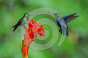 Two hummingbirds are meeting at amazing red bloom in the forest rain environment. The Purple-bibbed White Tip urosticte benjamini