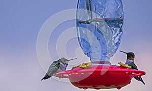 Two hummingbirds sitting on a feeder
