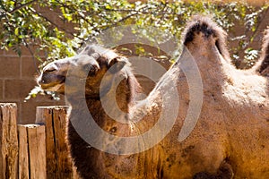 Two hump Bactrian camel next to a wooden fence