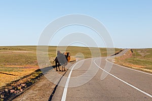 Two-hump camel stands on the road, Gobi Desert