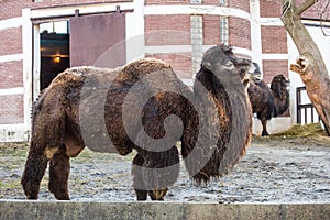 Two-Hump Camel in Zoo.