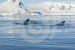 Two humpback whale.