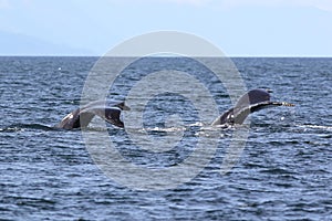 Two Humpback Whale Flukes