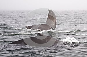 Two humpback whales