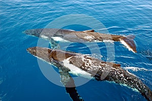 Two humpback whales photo