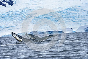 Two Humpback Whales Blue Iceberg Water Charlotte Harbor Antarctica
