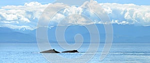 Two Humpback Whales (Megaptera Novaeangliae) photo