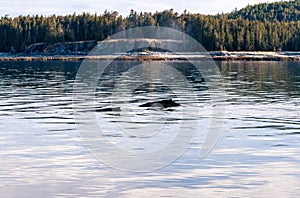 Two Humpback Whales surfacing together along the coast of Alaska