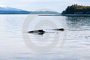 Two Humpback Whales surfacing together along the coast of Alaska