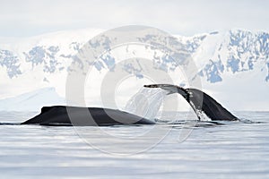 Two humpbacks diving  one showing fluke  one showing fin