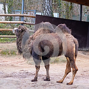 Two-humped African camels in the zoopark