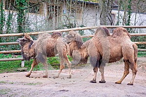 Two-humped African camels in the zoopark