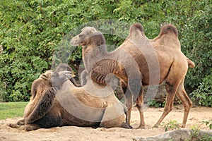 Two-humped camel