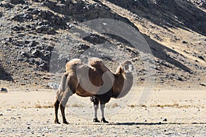 Two-humped camel, Bactrian, in the Altai mountains