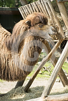 Two-humped Camel