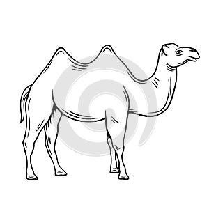 Two-humped camel or bactrianus