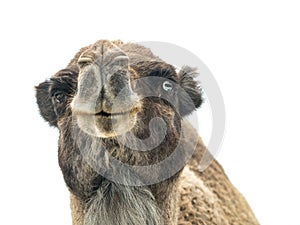 Two-humped camel Camelus bactrianus with funny expression isol