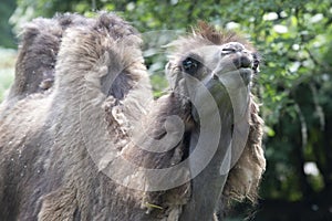 Two-humped camel - Camelus bactrianus with grey brown fur looking up in Zoo Cologne