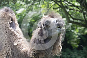 Two-humped camel - Camelus bactrianus with grey brown fur looking up in Zoo Cologne