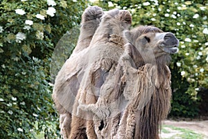 Two-humped camel - Camelus bactrianus with grey brown fur looking up in Zoo Cologne