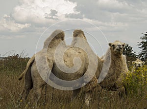 The two-humped camel costs on the bank photo