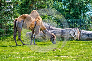 Two humped camel latin name Camelus bactrianus, detail of animal.