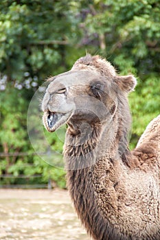 Two Humped Camel smiling