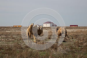 Two-humped camels in the background of a village in the Kazakh dry steppe