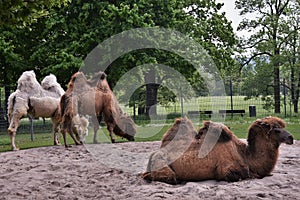 Two Humped Camels Camelus bactrianus in Wilhelma Zoo in Stuttgart, Germany.