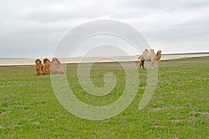 Two-humped camels are grazed on the bank of the lake Manych-Gudilo in the spring steppe. Kalmykia