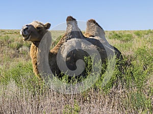 Two-humped camels