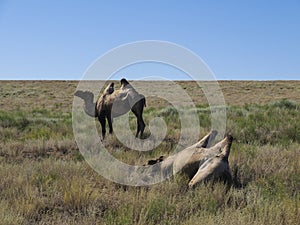 Two-humped camels