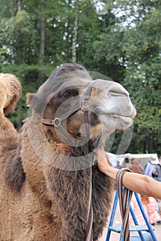 Two-humped young Asian brown camel