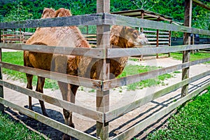Two humps camel in its pen petting farm zoo outdoors captive animal domesticated brown fluffy photo