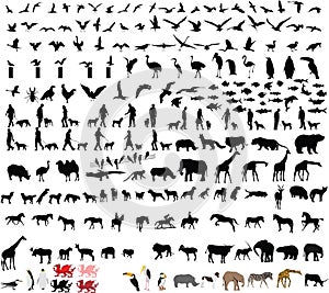 Due cento l'animale vettore illustrazioni 