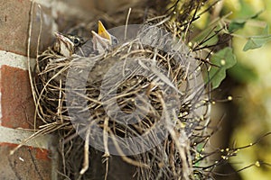 Two hungry baby robins in their nest one with mouth open.