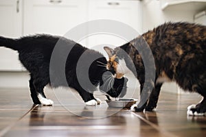 Two hungry cat eating from metal bowl at home