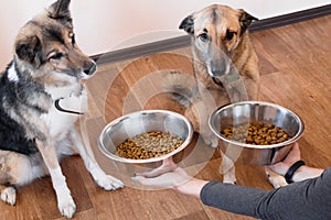 Two hungry dogs are waiting for feeding.