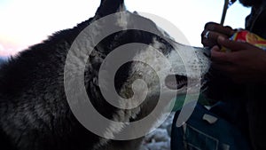 Two Hungry Siberian Huskies Looking And Sniffing On A Pack Of Food Held By A Man In Manali, India - close up