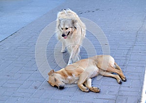 Two hungry stray dogs on the street in the city