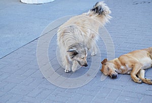 Two hungry stray dogs on the street in the city