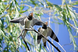 Two hungry swallows