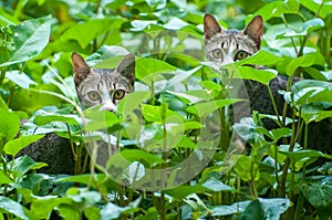 Two hunting cat in forrest look at camera (Soft focus)