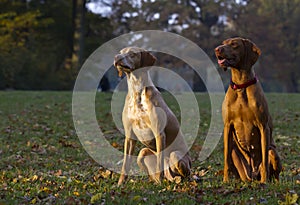 Two hunting dogs